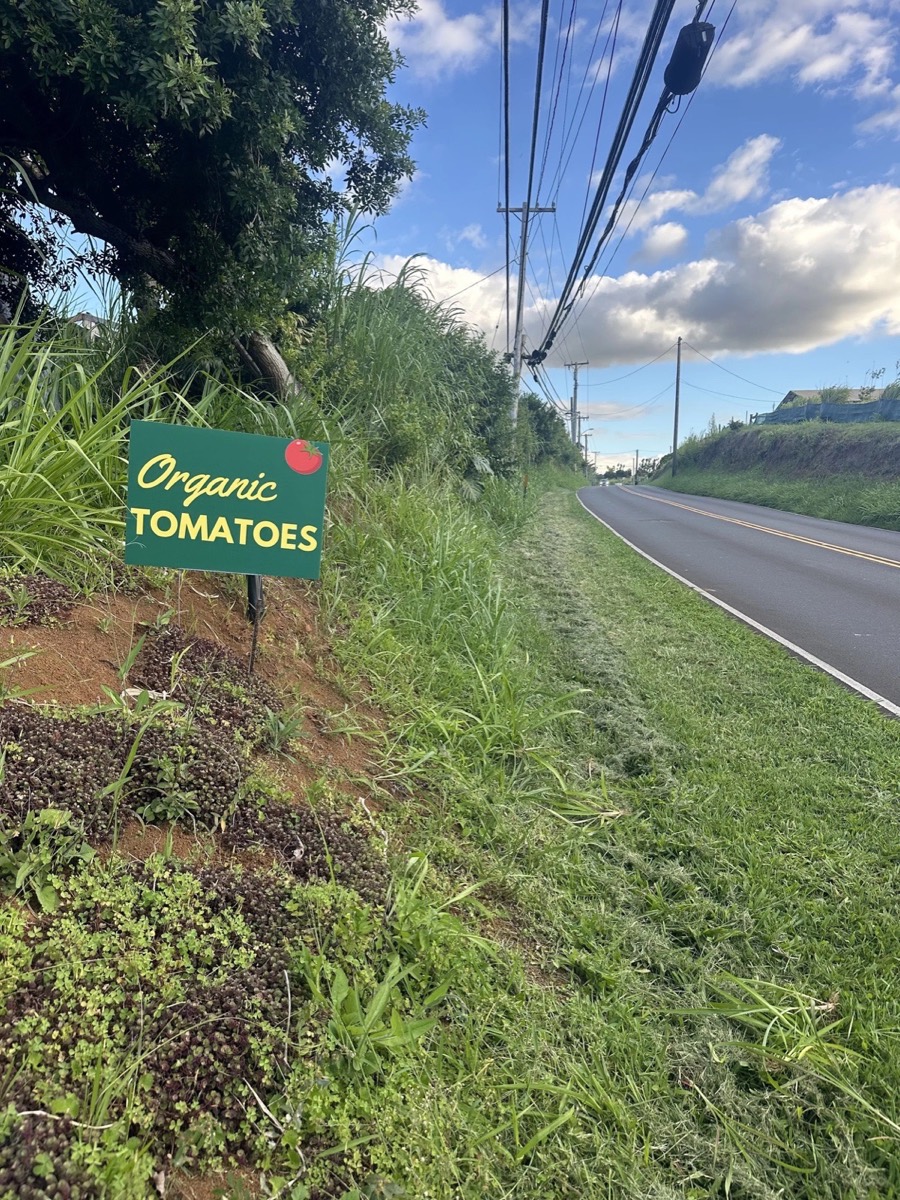 Look for the Organic Tomatoes sign on Kaupakalua Road